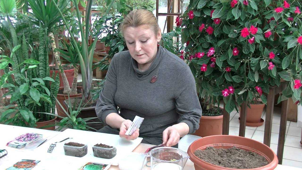Благородный бальзамин: простые рекомендации по выращиванию молодых растений из семян в домашних условиях