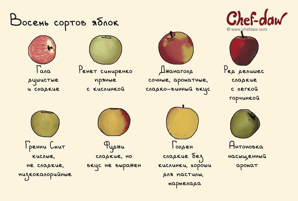 Топ-15 ранних сортов яблок для средней полосы россии