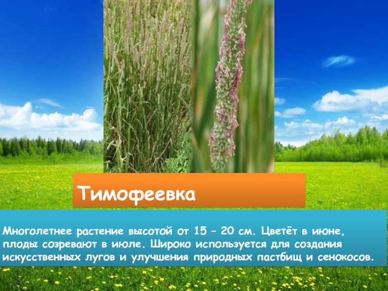 Как выглядят цветки у растения тимофеевки. тимофеевка - и в лекарстве и в корму