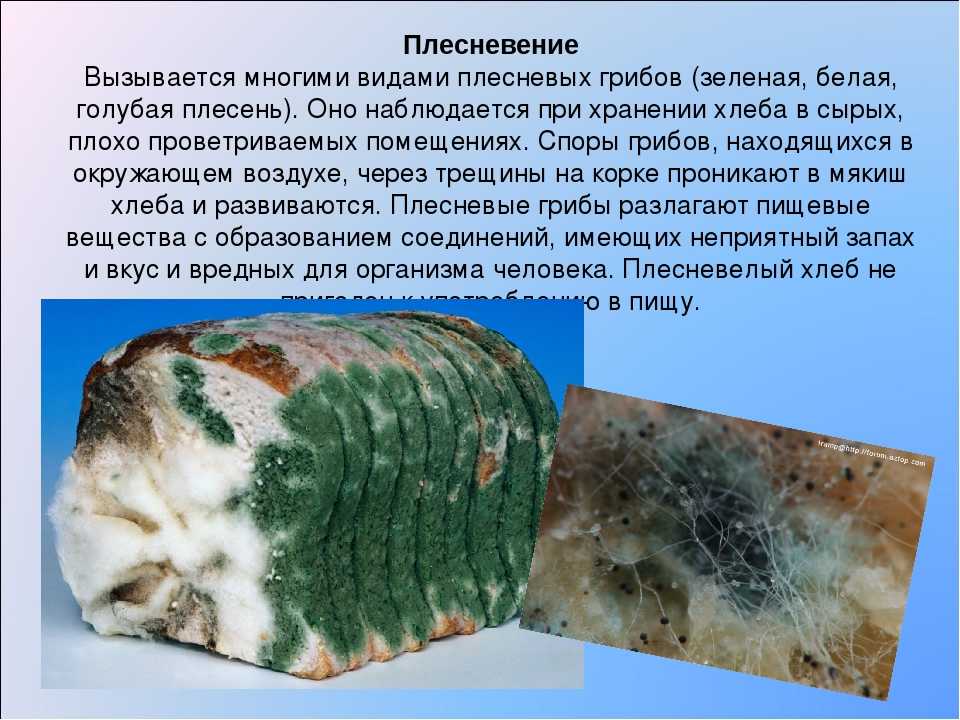 Где хранить хлеб, чтобы он не плесневел в домашних условиях – рецепты с фото
