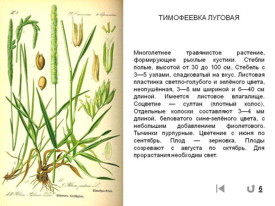 Тимофеевка луговая - описание и фото травы | domogorodnika.ru