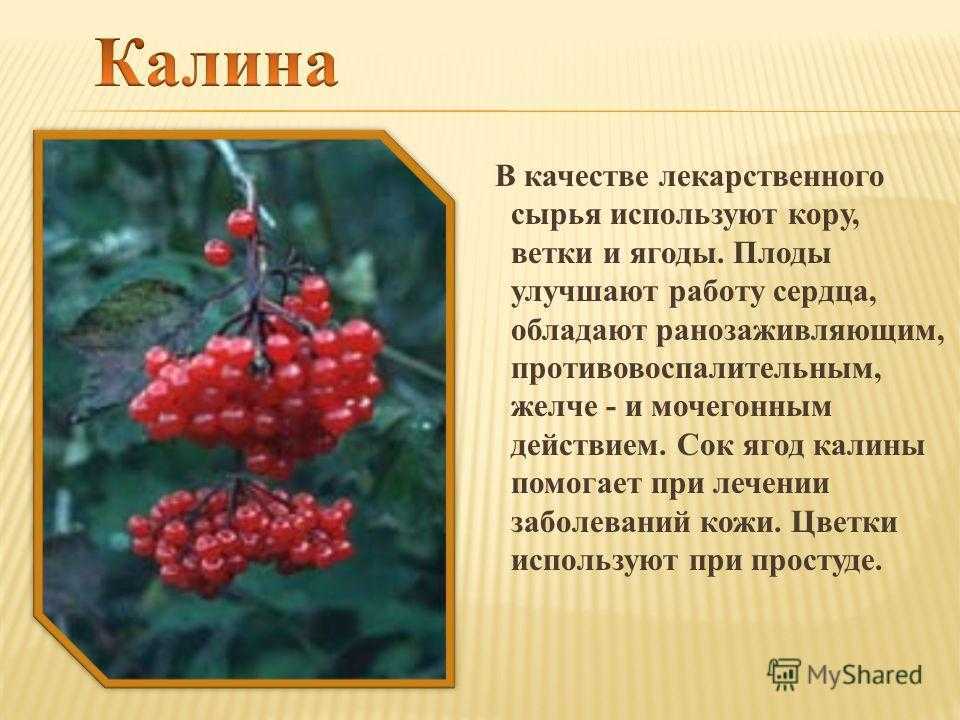 Ягода калина: польза и вред для здоровья женщин и мужчин