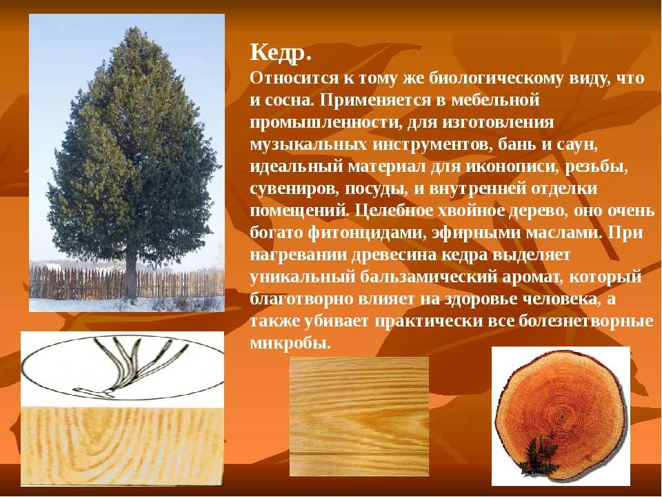 Кедр (хвойное дерево)