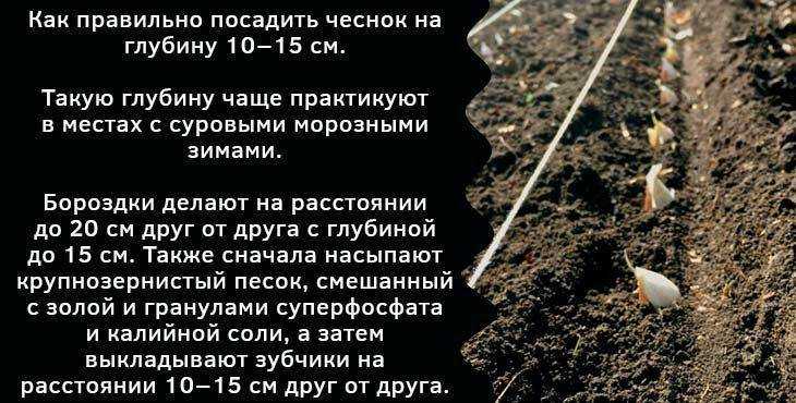 Как подготовить грядку под озимый чеснок осенью – 3 полезных совета — агроxxi