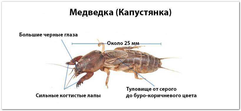 Медведка: все самое интересное о повадках, внешнем виде