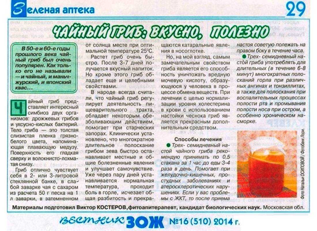 Правила хранения чайного гриба