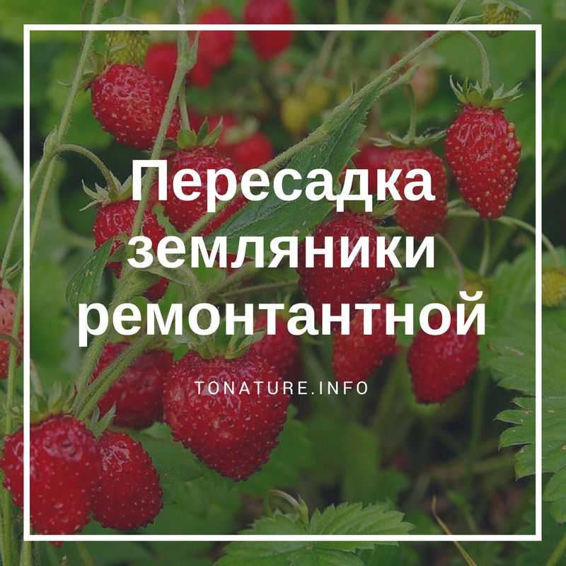 Пересадка клубники весной на новое место, чтобы она плодоносила