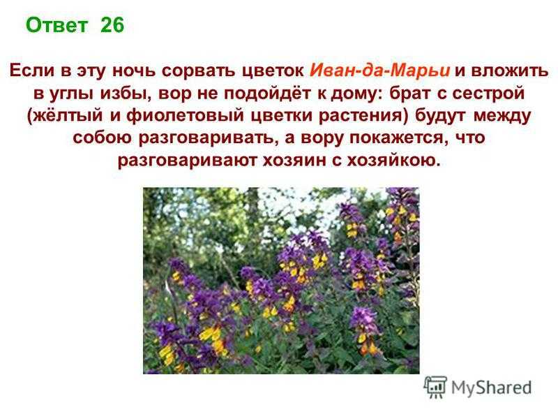 Цветок иван-да-марья: описание, свойства и применение растения