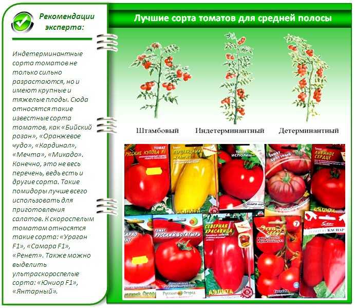 Лучшие сорта томатов (помидор) на 2023 год для теплиц из поликарбоната и открытого грунта - blog-dm.ru