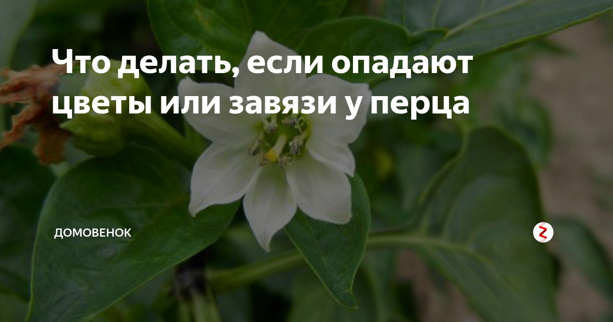 Почему опадают цветки и завязи у перца и что делать - мир садоводства