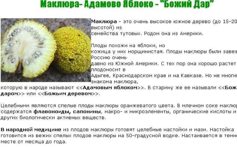 Адамово яблоко: лечебные свойства и применение маклюры