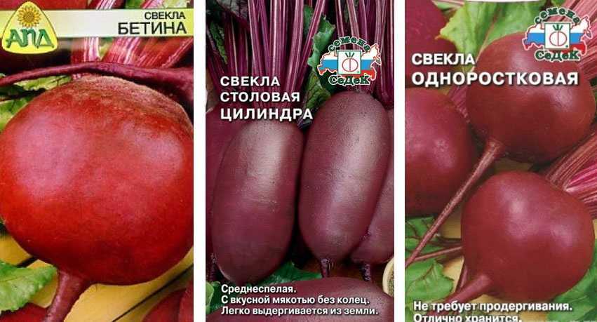 Свёкла - топ лучших сортов и гибридов для разных регионов