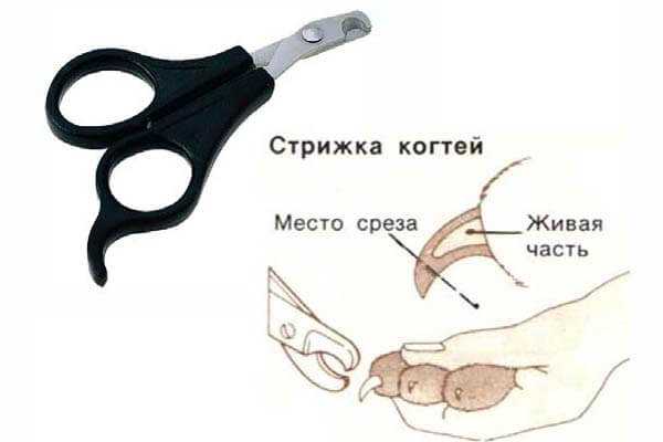 Как стричь когти кошке или собаке правильно - инструкция