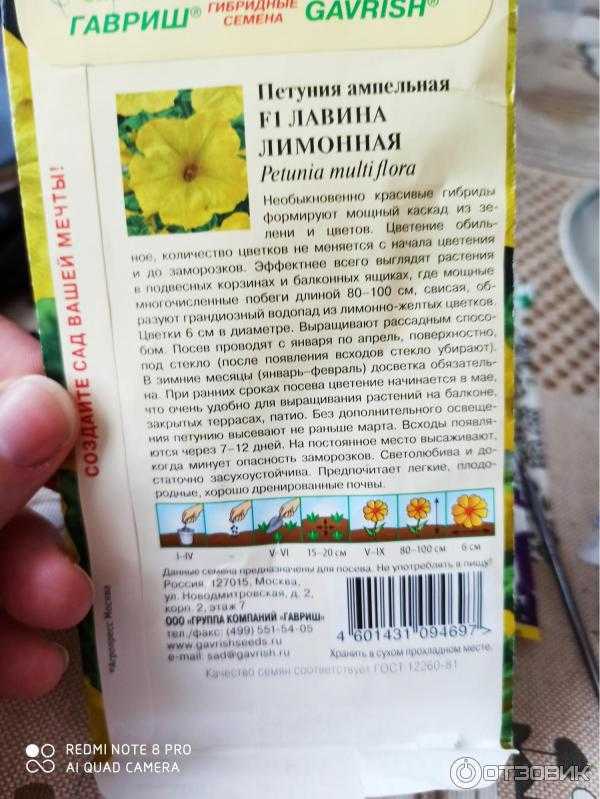 Петуния в горшках и кашпо: как ухаживать за растением и подготавливать семяна и грунт, посадка рассады, полив и удобрение