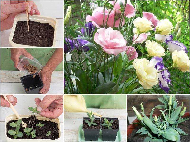 Эустома: выращивание из семян. когда сажать на рассаду в 2023 году