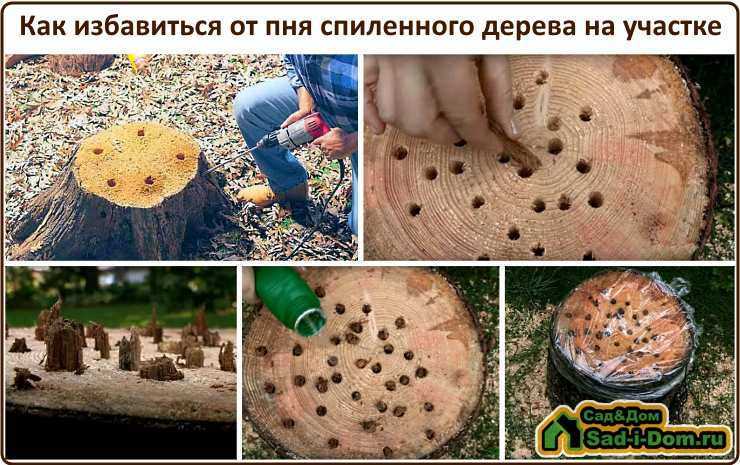 Ошибки садоводов при обрезке сада
