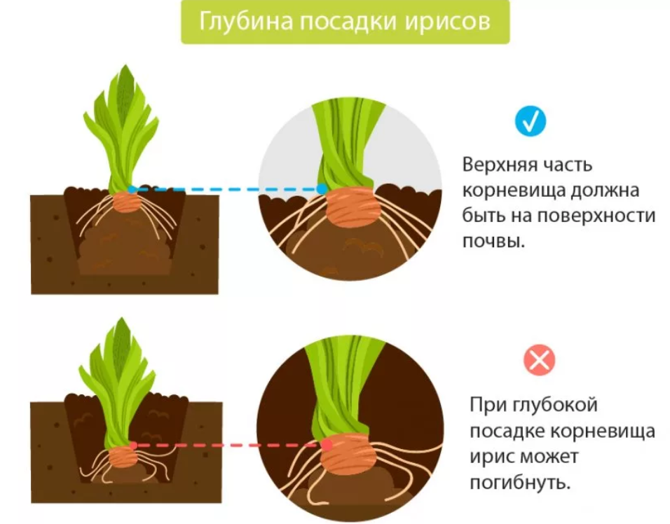 Желтые цветы - фото с названиями, весенние, садовые многолетние и однолетние цветы на клумбе, красивый цветник для дачи