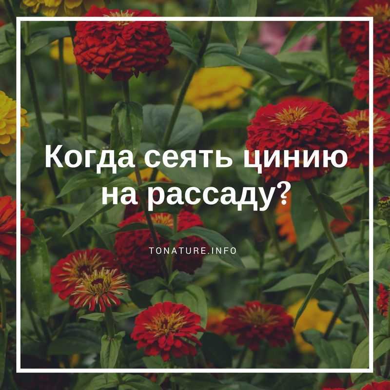 Циния: выращивание рассады, время посадки, правила ухода