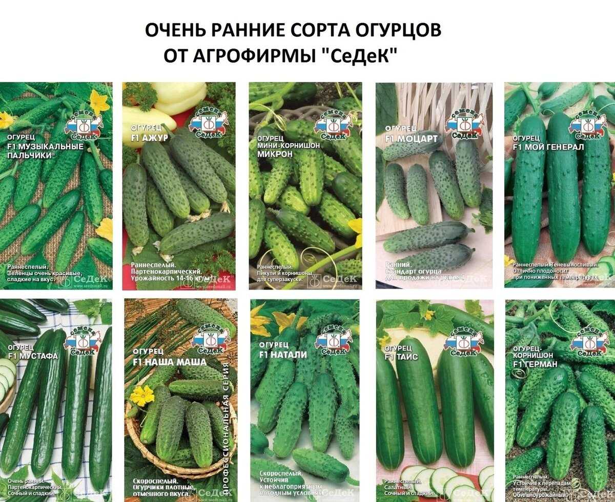 Выращивание огурцов. полная инструкция: от посева семян до сбора урожая