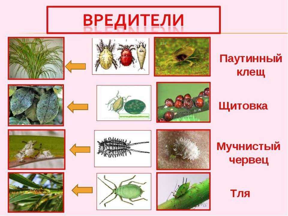 Борьба с вредителями народным способом | cельхозпортал