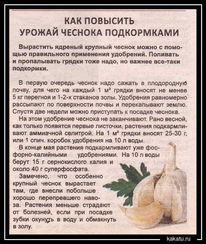 Подкормка чеснока весной для большого урожая