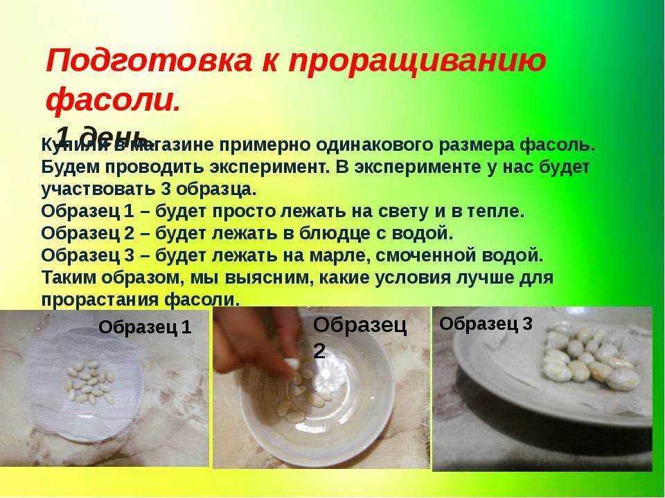 Семена конопли: польза и вред, как прорастить, как выглядят, фото