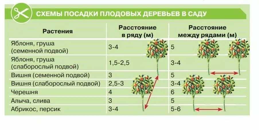 Розы чайно-гибридные: посадка и уход в открытом грунте для новичков