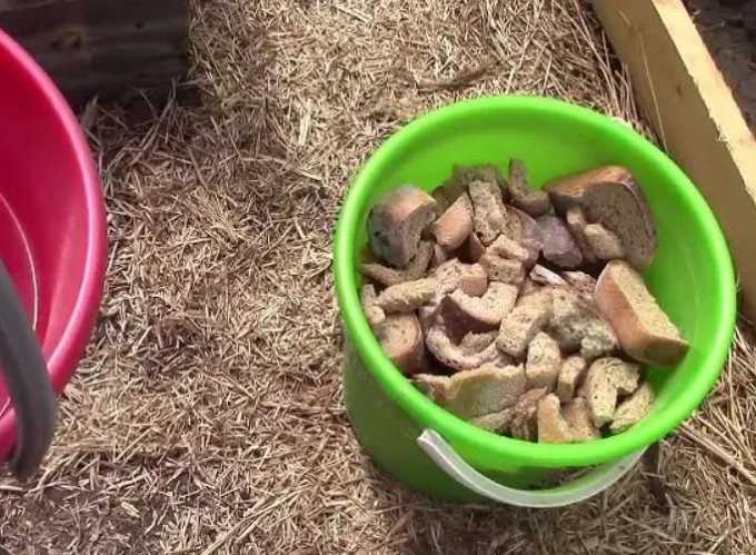 Удобрение из хлеба для растений, что можно подкормить черной размоченной коркой