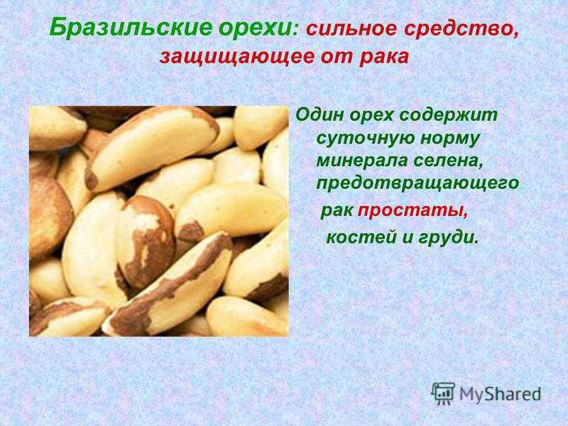 Где и как растёт бразильский орех: описание дерева и плодов, как собирают и обрабатывают