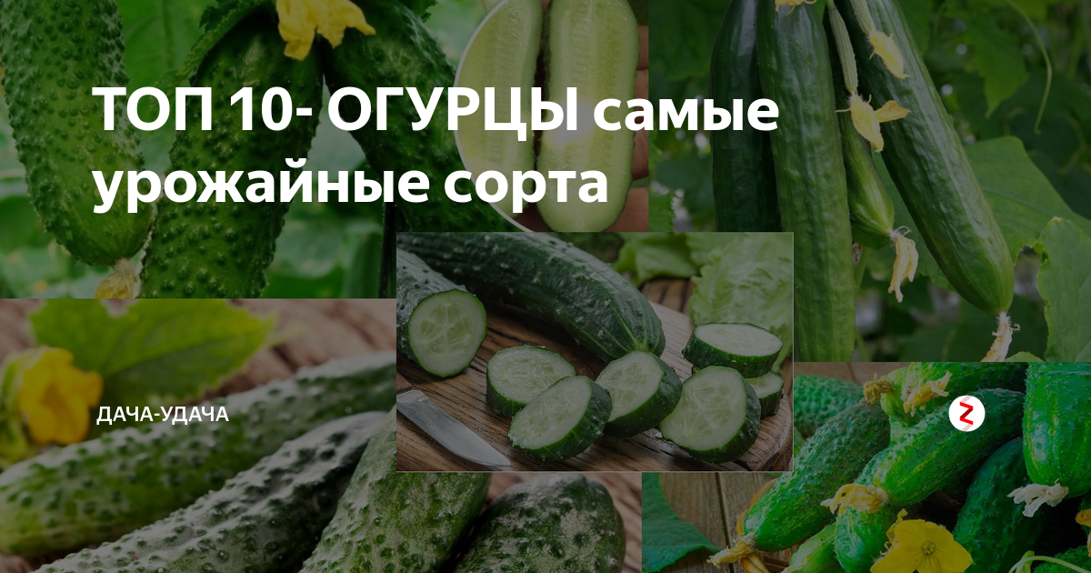 Посадка огурцов в открытый грунт - выбор места на участке, подготовка земли, уход и правильный полив