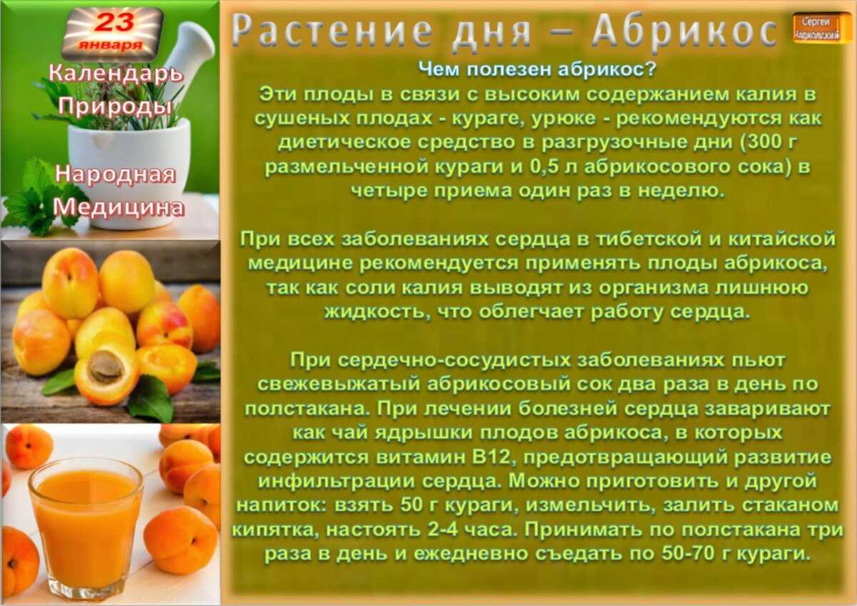 Всё о полезных свойствах абрикоса