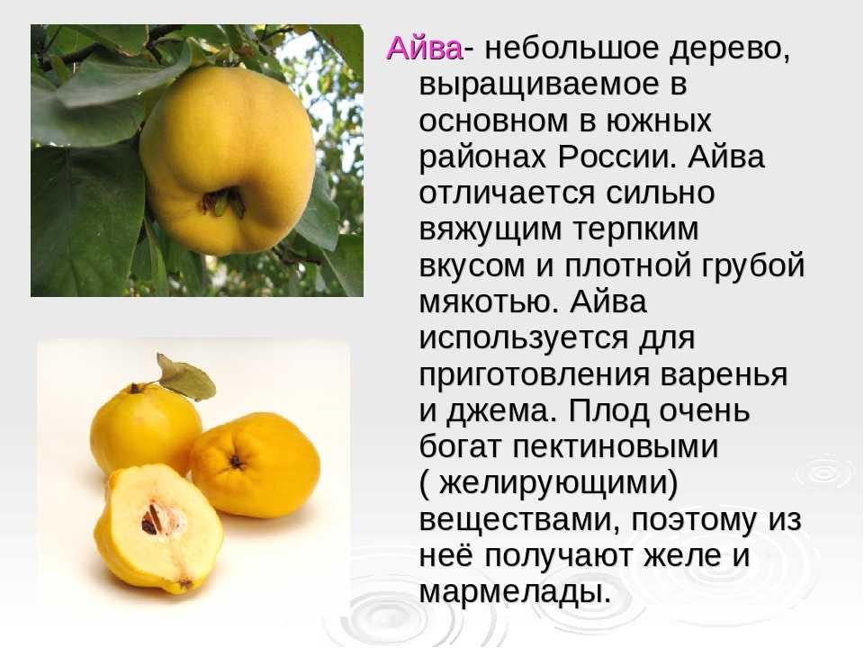 Фрукт айва: на что похож, ягода или овощ, как выглядит спелый плод, фото в разрезе и целиком, цвет, когда созревает, вкус, вес, как использовать, польза, вред