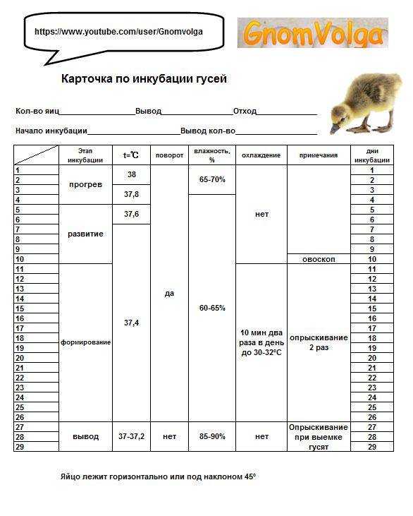 Инкубация гусиных яиц в домашних условиях — правила проведения, температурный режим, таблица