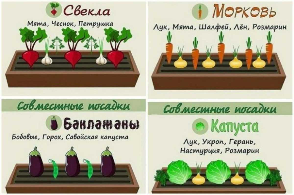 Рецепты приготовления заготовок из овощного и десертного физалиса на зиму в домашних условиях