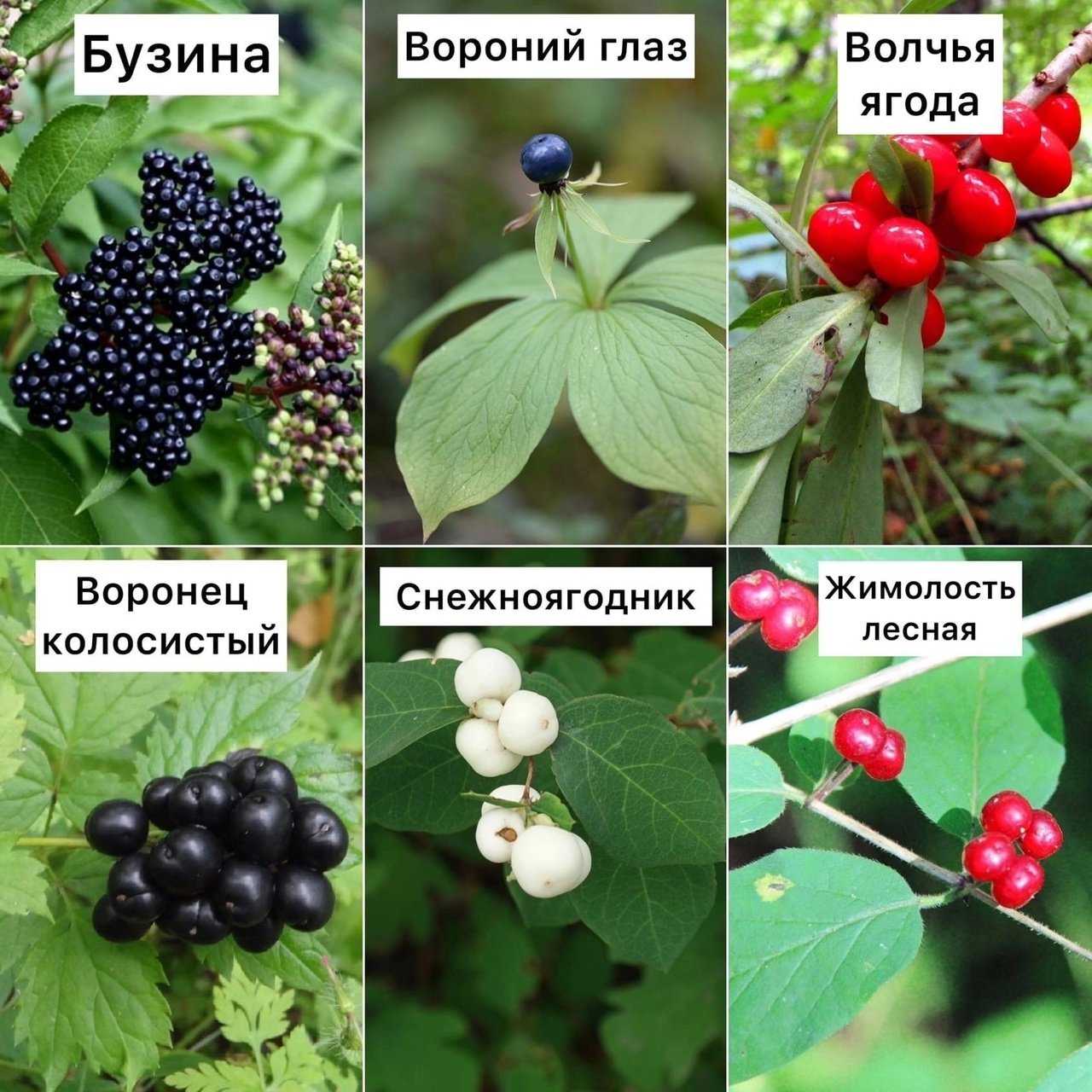 В лесах России есть большое количество несъедобных ягод Плоды могут быть ядовитыми и опасными для человека Поэтому важно знать как выглядят основные виды несъедобных ягод