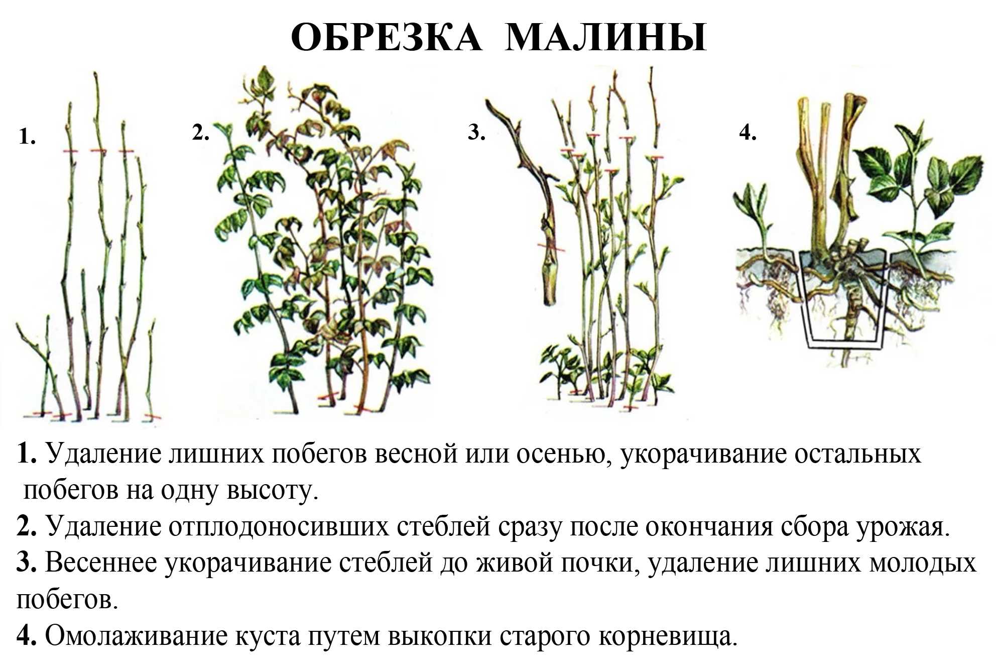 Мой неправильный опыт выращивания ремонтантной малины. уход, урожай, сорта. фото — ботаничка
