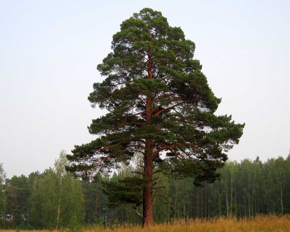 Сосна обыкновенная или лесная - pinus sylvestris l.