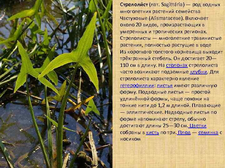 Аквариумное растение стрелолист
