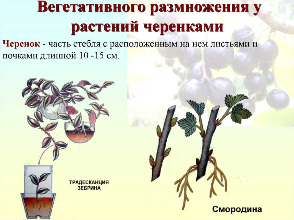 Весенняя обработка смородины от болезней и вредителей народными средствами и препаратами