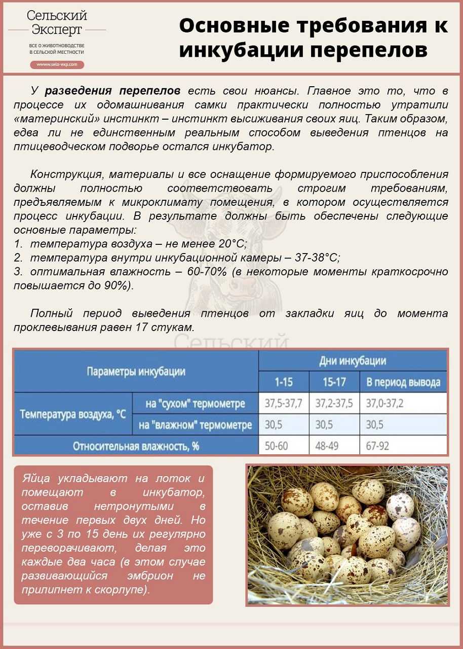 Перепелиные яйца — как и где хранить