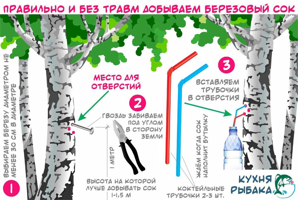 Когда вести заготовку березового сока, сроки по регионам Правила и способы сбора Варианты употребления сока, его хранение и переработка