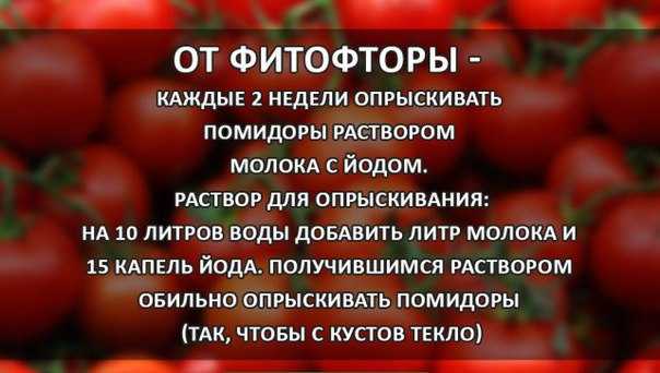 20 простых способов как и чем удобрить огород