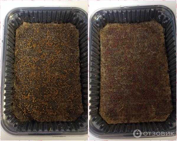 Микрозелень (микрогрины) в домашних условиях: секреты пп и зож