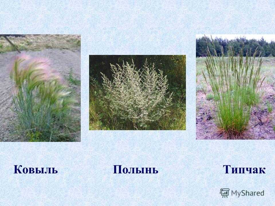 Типчак где растет в какой зоне