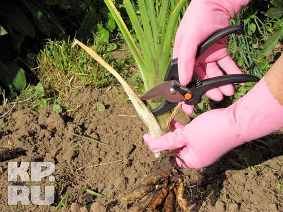 Нужно ли срезать ирисы на зиму. как и чем укрыть ирисы к зиме