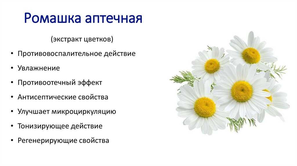 Лечебные свойства и противопоказания к применению ромашки аптечной, фото цветка