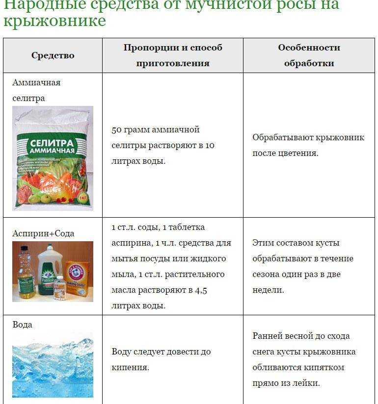Вредители крыжовника и борьба с ними: фото, как избавиться от гусениц, вызывающих болезни растения