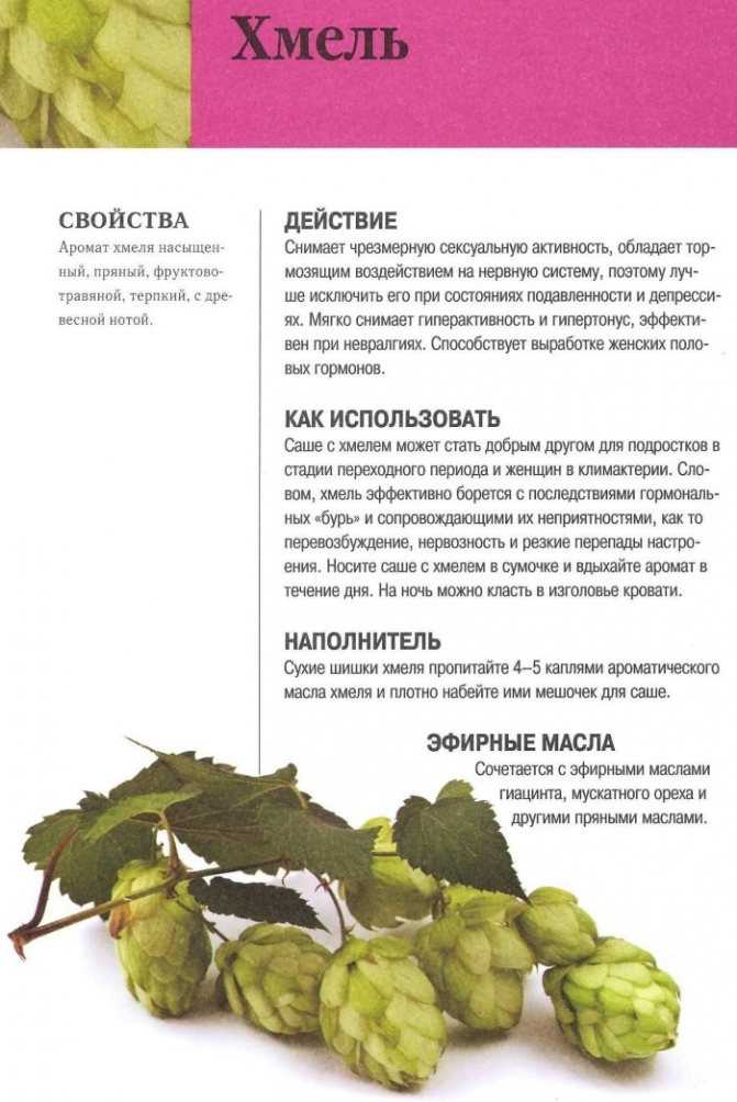 Как и для чего используется хмель
