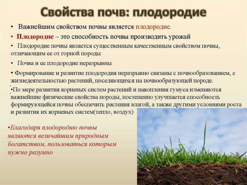 Весеннее затопление участка — как спасти растения? личный опыт, фото — ботаничка