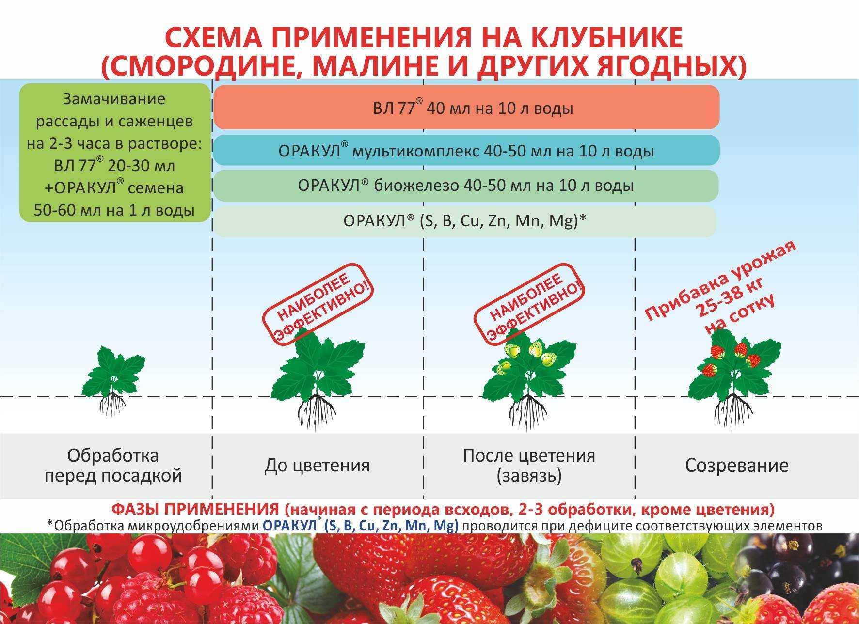Розы чайно-гибридные: посадка и уход в открытом грунте для новичков